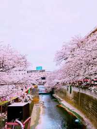 Tokyo river sakura