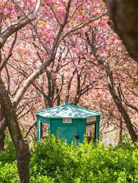 Blossoms by the Sea: Experiencing Spring in Busan