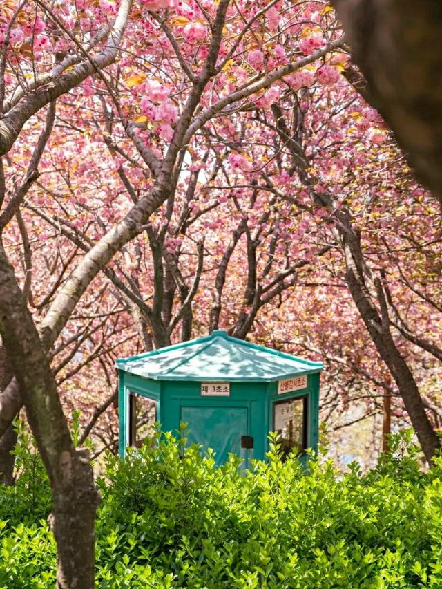 Blossoms by the Sea: Experiencing Spring in Busan