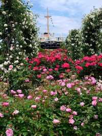 【横浜】百花繚乱の横浜へ行こう