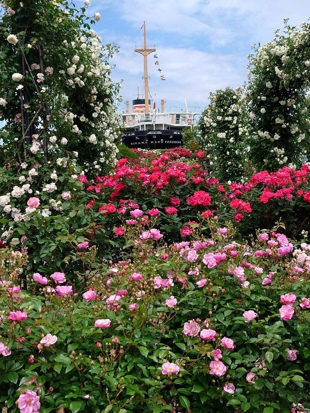 【横浜】百花繚乱の横浜へ行こう
