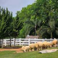 Bucolic คาเฟ่ background ภูเขาที่ใครๆก็ต้องมา