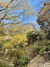 Dreaming in Pink: A Spring Spell at Mifuneyama Rakuen