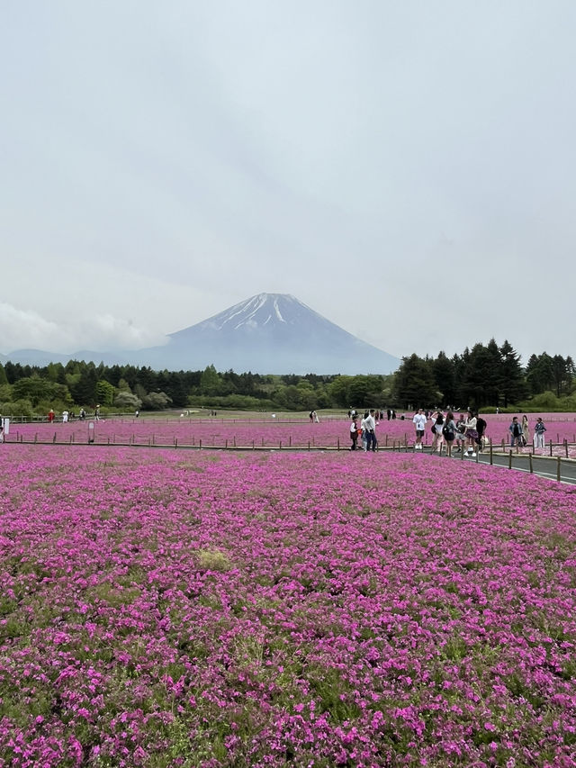 富士山芝櫻祭～交通攻略及景點介紹