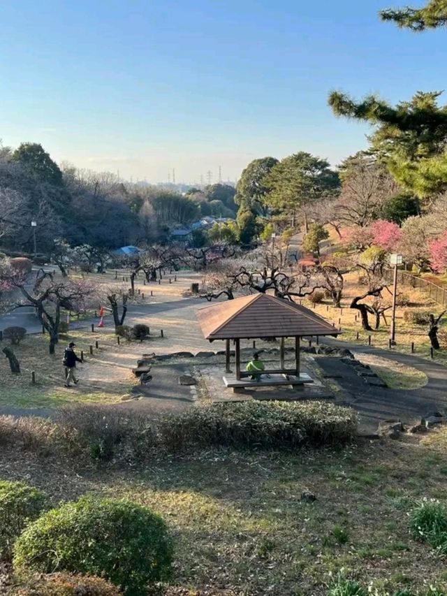 Okurayama Park – Yokohama’s Seasonal Sanctuary of Serenity