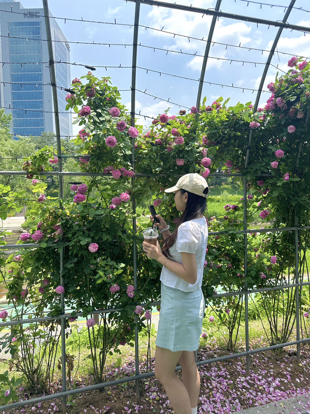 장미터널보며 야외데이트하기 좋은 스팟 🌹