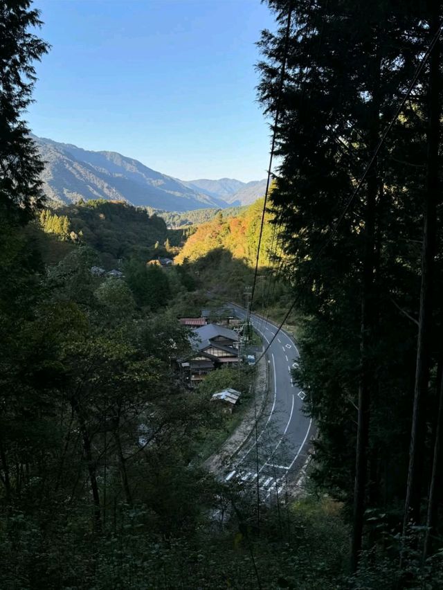 Forest Feels & Chill Trails