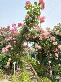 【大分】大分の初夏の有名スポット！華麗なバラ園✨