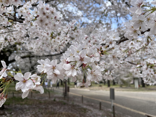 🌸【初見即傾心】大宮公園櫻花滿開的那一刻，我與春天撞了個滿懷!