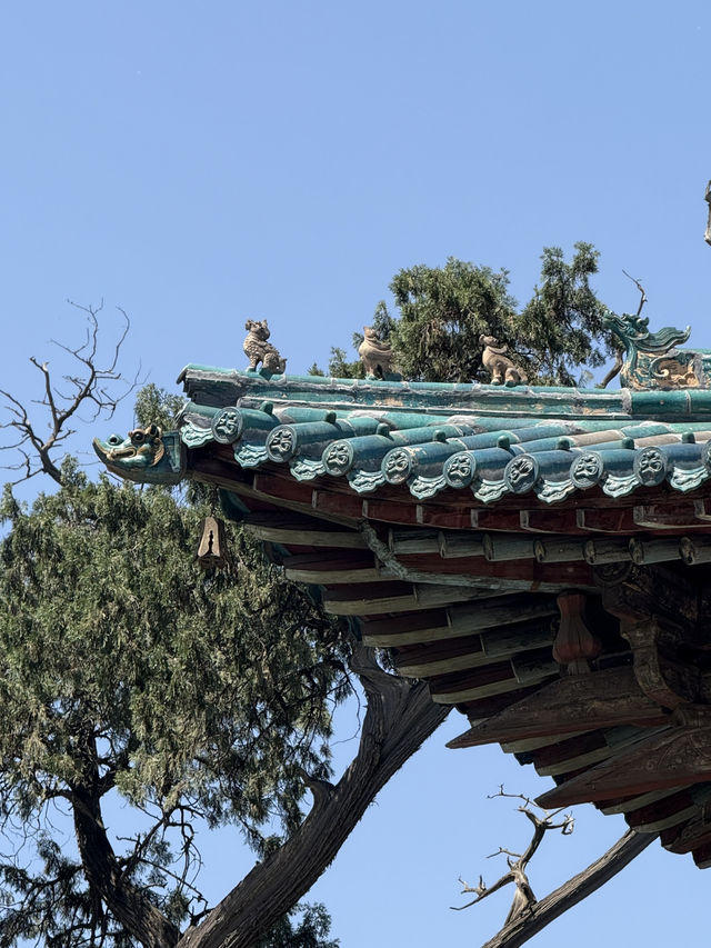  人氣爆棚地標｜晉祠看三千年周朝柏樹