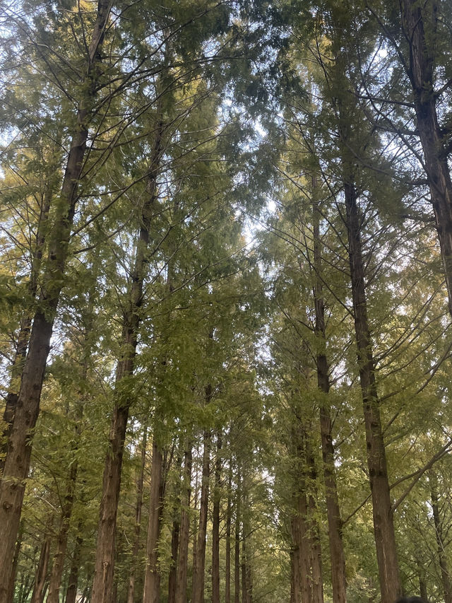 🌾 서울 하늘 아래 바람과 걷는 시간, 하늘공원