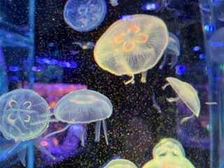 Hanoi's Urban Ocean Adventure: A Visit to Lotte Aquarium
