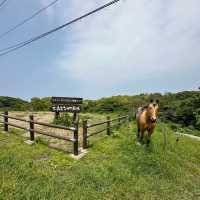 『Fukuoka』🌿 Hidden World Heritage Spot — Discover Munakata Ōshima Island 🌊