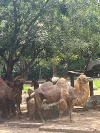 廣州長隆野生動物園