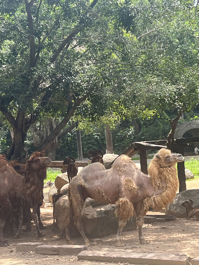 廣州長隆野生動物園