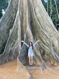 🌳 ต้นไม้ยักษ์ บ้านไร่ อุทัยธานี