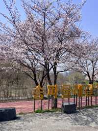 🌸벚꽃 따라 걷는 봄의 하루, 올림픽공원 송파둘레길과 성내천