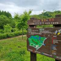 Daejeon Wanders