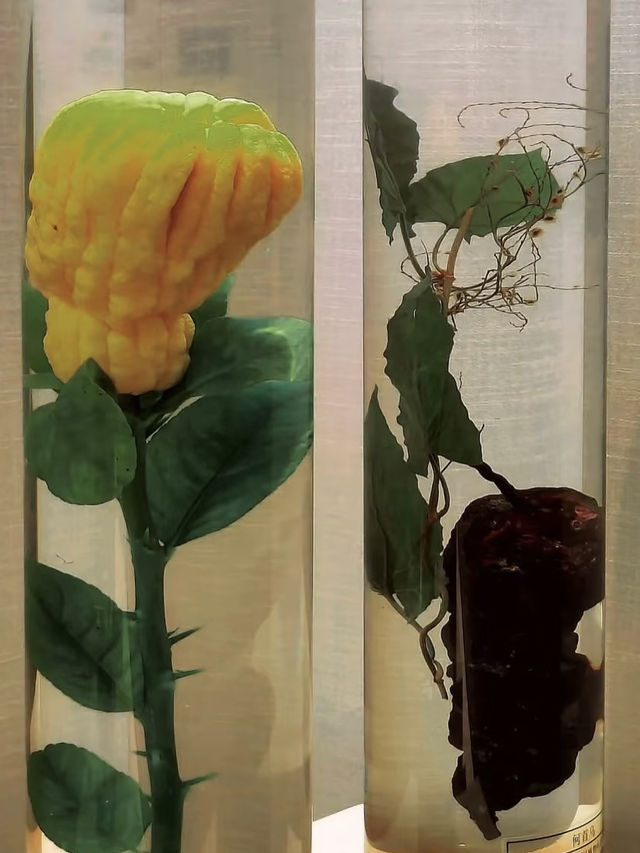 Guangdong Museum of Traditional Chinese Medicine – A Calm Dive into Ancient Wisdom