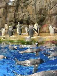 Ocean Park Hong Kong – Adventure Meets Conservation