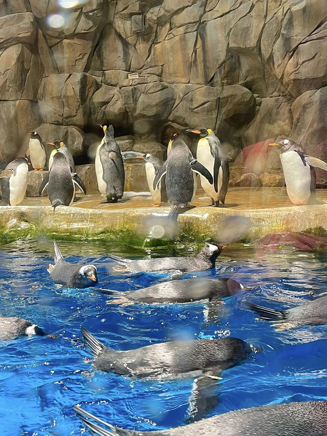 Ocean Park Hong Kong – Adventure Meets Conservation