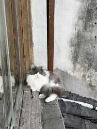 蘇州｜平江路「貓十二」貓咖天堂❤️