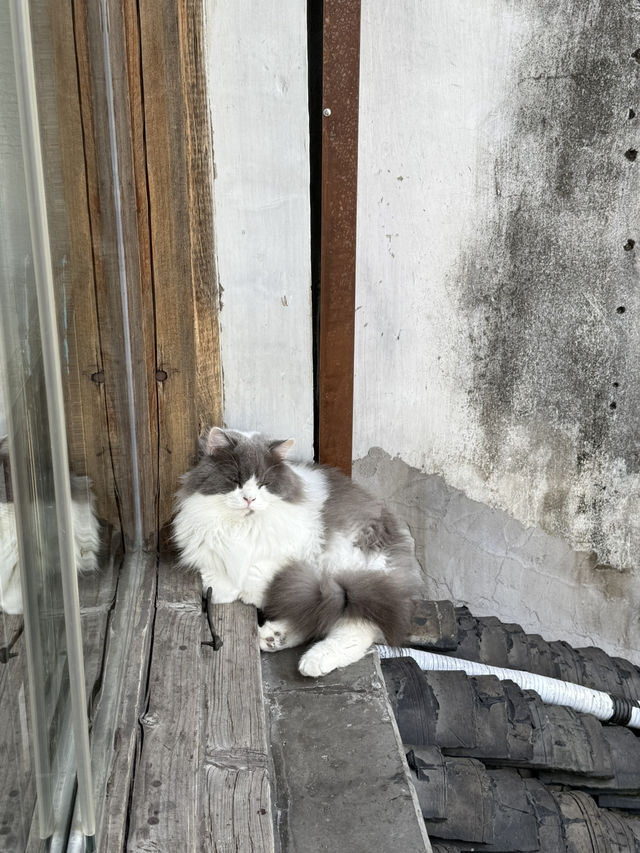 蘇州｜平江路「貓十二」貓咖天堂❤️