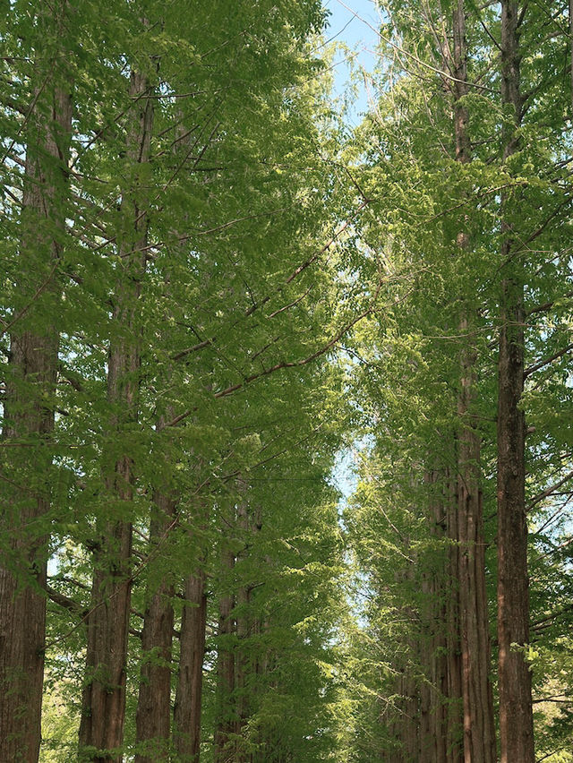 🌿 남이섬, 걷는 것만으로 위로가 되는 섬