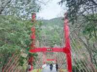二月櫻花開放美不勝收-武陵農場