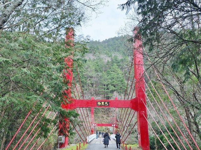 二月櫻花開放美不勝收-武陵農場