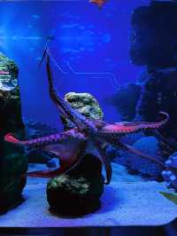 Mesmerizing Journey Through Aquaria KLCC’s Underwater Wonders