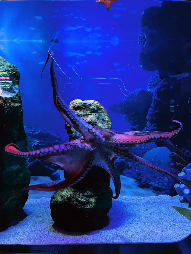 Mesmerizing Journey Through Aquaria KLCC’s Underwater Wonders