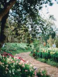 สวนซากุระ สถานีเกษตรหลวงอ่างขาง