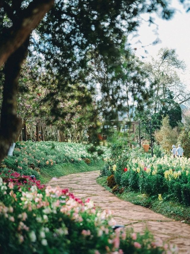 สวนซากุระ สถานีเกษตรหลวงอ่างขาง