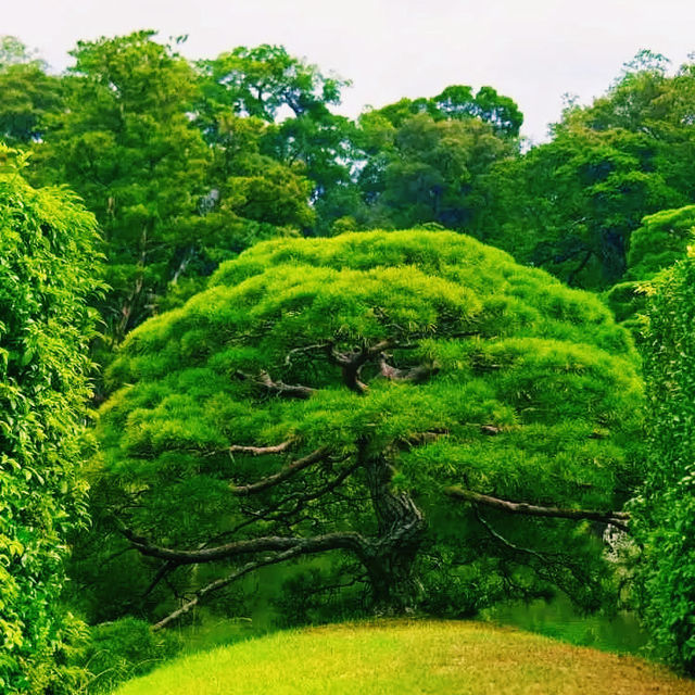 京都🇯🇵桂離宮