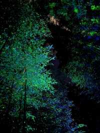 🌌 대나무 사이로 흐르는 불빛, 울산 십리대숲 야경 산책