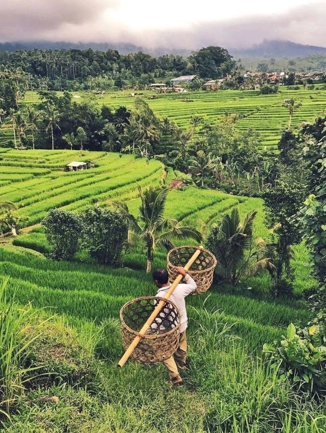 Jatiluwih Rice Terraces