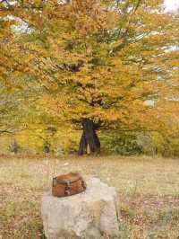 【アルメニアの小さな森の町】ディリジャン🌲