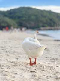หาดเทียนเกาะล้านที่ไม่ควรพลาด น้องห่านน่ารัก
