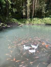 Beautiful waterfall in Ubud