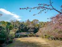 🌸 Arai Joshi Koen – Cherry Blossoms & Sea Views in Manazuru