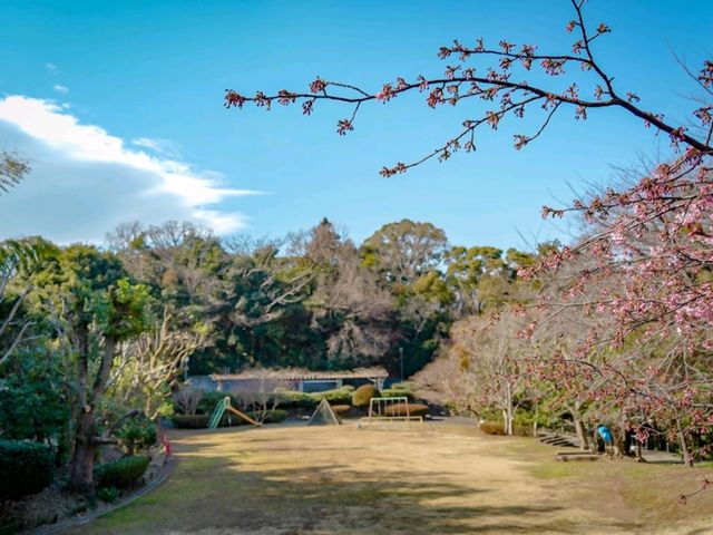 🌸 Arai Joshi Koen – Cherry Blossoms & Sea Views in Manazuru