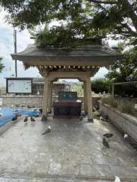Kabushima Shrine: Where 30,000 Wild Gulls Become Sacred Messengers