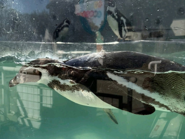 和歌山景點｜和歌山城腳下的親子動物園—和歌山城公園動物