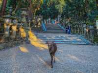 รีวิว Nara Park – เดินชิล, ใบไม้โรแมนติก และผองเพื่