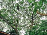 คาเฟ่นนทบุรีสุดกรีน