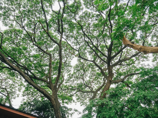 คาเฟ่นนทบุรีสุดกรีน