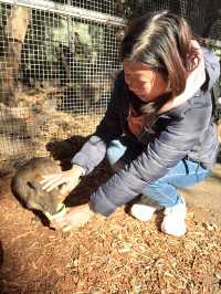 A day with animals