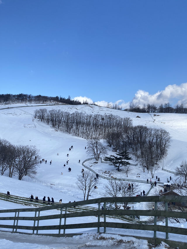 Daegwallyeong คังวอนโดเกาหลี 🇰🇷❄️