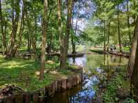 Forest Feels & Cat Surprises at Zelenogradsk City Park